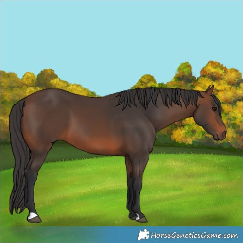 Horse Color:Brown 