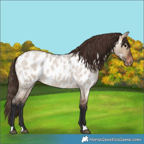 Horse Color:Brown Roan Dun Appaloosa