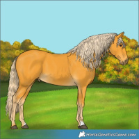 Horse Color:Palomino