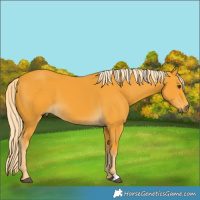 Horse Color:Palomino 