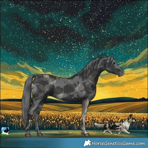 Horse Color:Black Merle Appaloosa Rabicano 