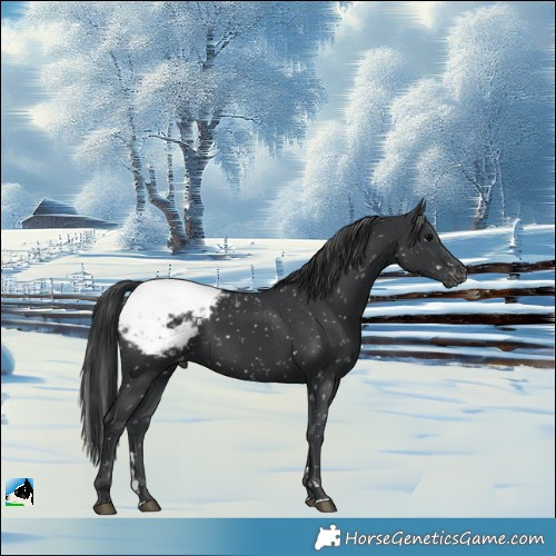 Horse Color:Black Appaloosa Rabicano 
