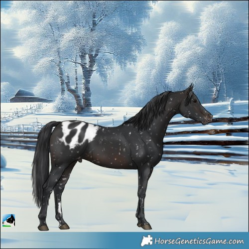 Horse Color:Brown Appaloosa Rabicano