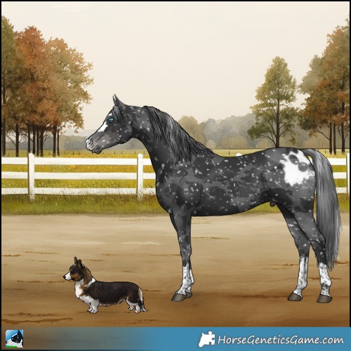 Horse Color:Black Merle Skewed Appaloosa