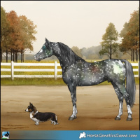Horse Color:Black Merle Skewed LP Spotted