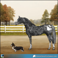 Horse Color:Black Merle Skewed Appaloosa 