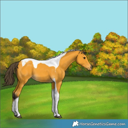 Horse Color:Buckskin Tobiano 