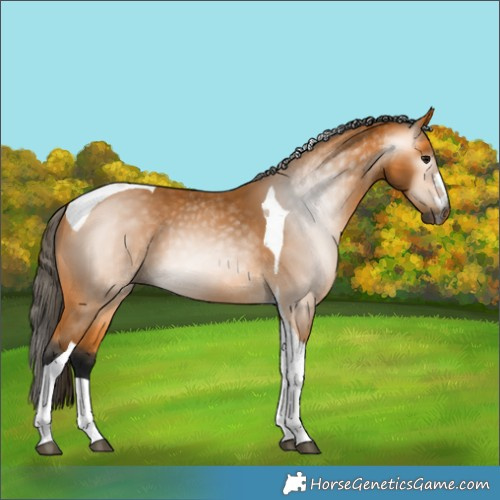 Horse Color:Gray Buckskin Tobiano