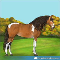 Horse Color:Gray Buckskin Tobiano