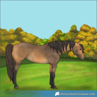 Horse Color:Buckskin 
