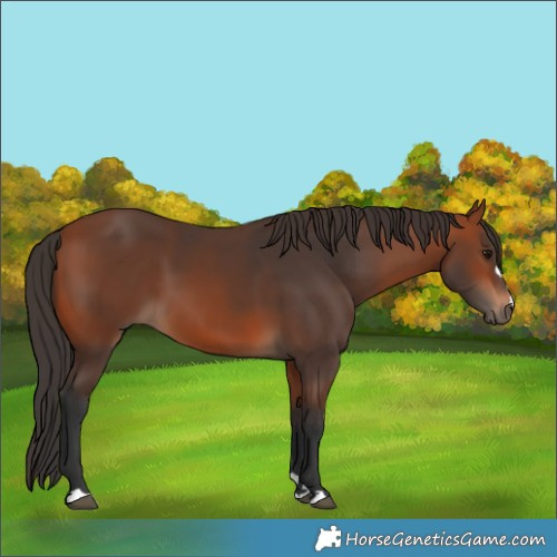 Horse Color:Bay 