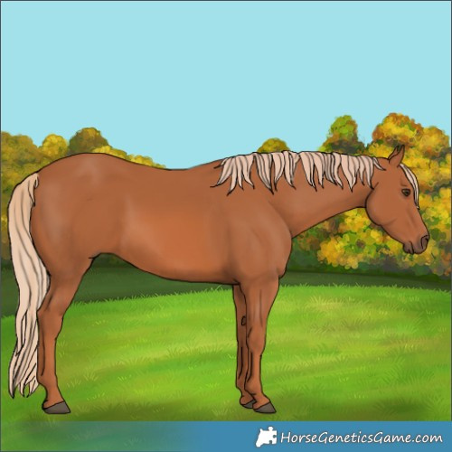 Horse Color:Chestnut 