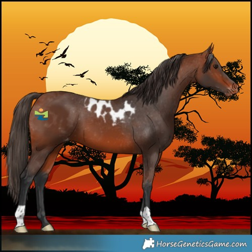 Horse Color:Bay Skewed LP Spotted 