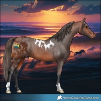 Horse Color:Bay Skewed Appaloosa