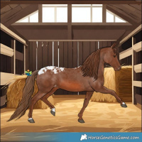 Horse Color:Chestnut Skewed LP Spotted