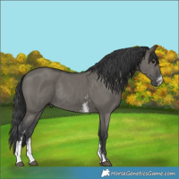 Horse Color:Grullo Sabino Rabicano 