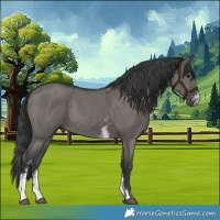 Horse Color:Grullo Sabino Rabicano