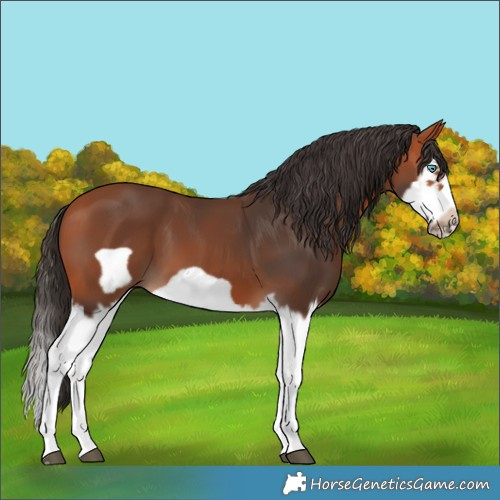 Horse Color:Bay Splash Frame