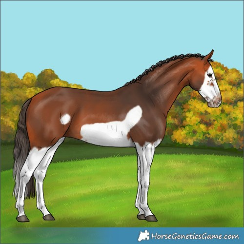 Horse Color:Bay Splash Frame