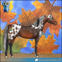 Horse Color:Bay Skewed LP Spotted 