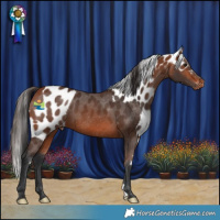 Horse Color:Bay Skewed Appaloosa