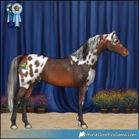 Horse Color:Bay Skewed LP Spotted 