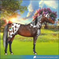 Horse Color:Bay Skewed Appaloosa 