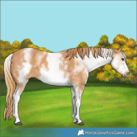 Horse Color:White Spotted Chestnut Frame 