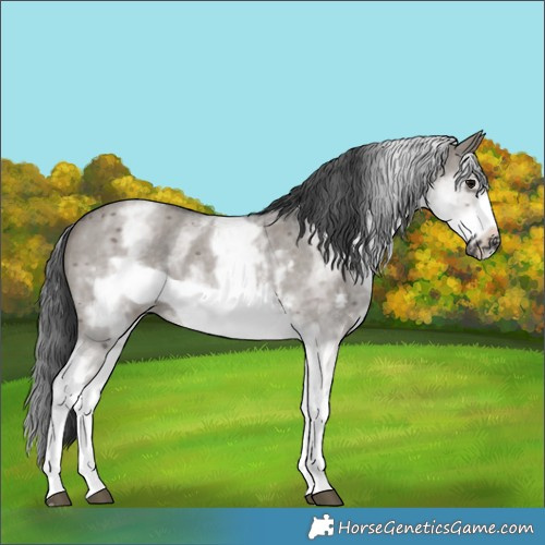 Horse Color:White Spotted Grullo Sabino Frame Rabicano