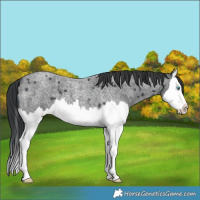 Horse Color:Blue Roan Splash 