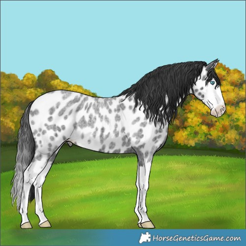 Horse Color:Blue Roan Splash Appaloosa 