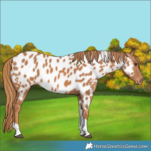 Horse Color:Chestnut Tobiano Appaloosa