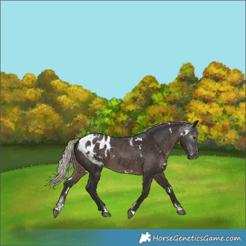 Horse Color:Powder White Gray White Spotted Silver Black Appaloosa