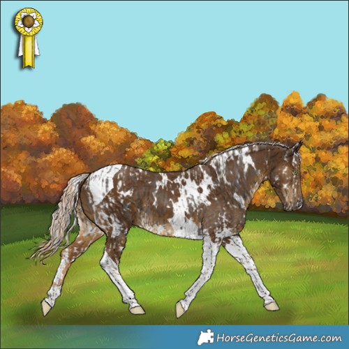 Horse Color:White Spotted Silver Smoky Black Splash  and White Spotted Chocolate Palomino Tobiano 