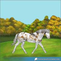 Horse Color:White Spotted Silver Buckskin Onyx Splash Appaloosa 