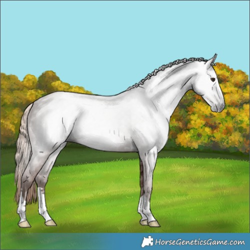 Horse Color:Gray Chestnut