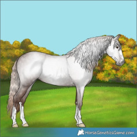 Horse Color:Gray Chestnut 