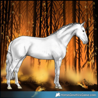 Horse Color:Gray Chestnut 
