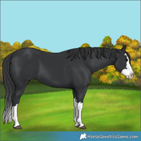 Horse Color:Black Splash 