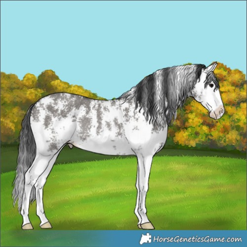 Horse Color:Grullo Sabino Splash Rabicano 
