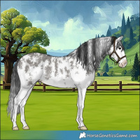 Horse Color:Grullo Sabino Splash Rabicano