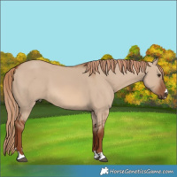 Horse Color:Red Dun 
