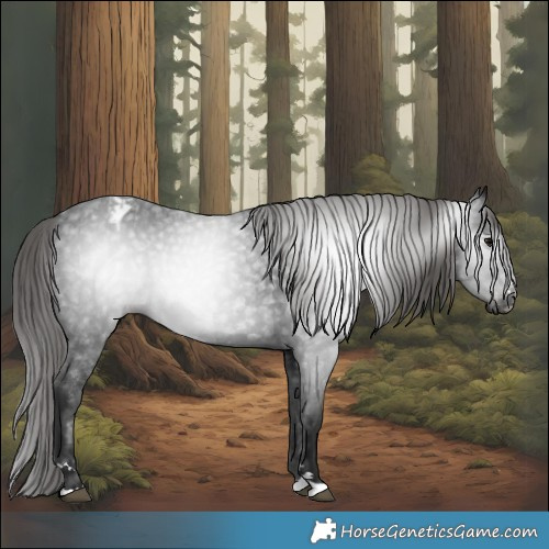 Horse Color:Gray Black Appaloosa