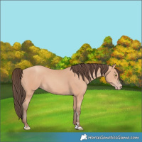 Horse Color:Amber Champagne