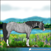 Horse Color:Blue Roan Splash 