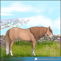 Horse Color:Gold Champagne Splash