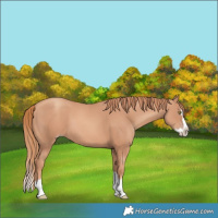 Horse Color:Gold Champagne Splash