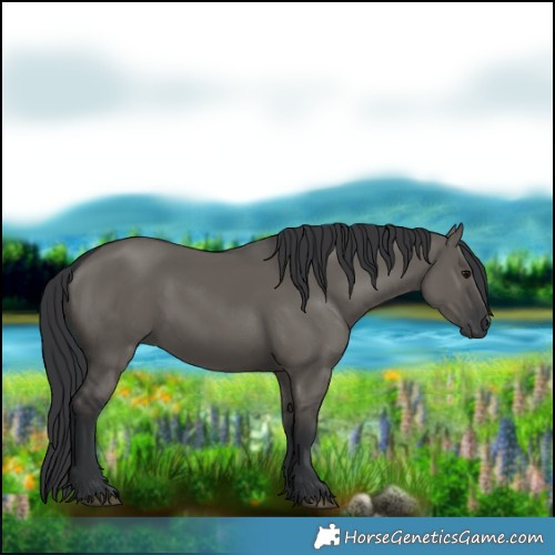 Horse Color:Grullo Rabicano