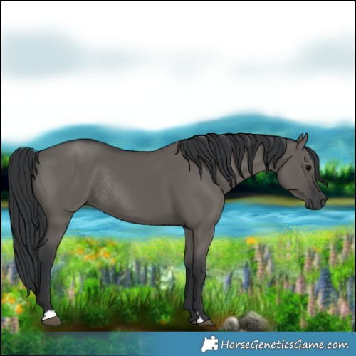 Horse Color:Grullo Rabicano 