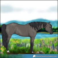 Horse Color:Grullo Rabicano 